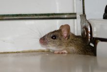How do rodents find hidden entry points in well-sealed homes?