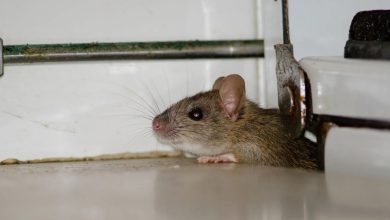 How do rodents find hidden entry points in well-sealed homes?