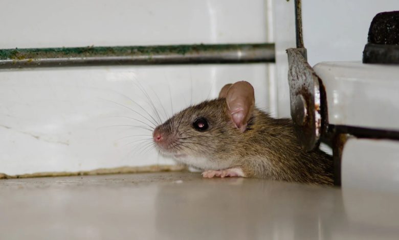 How do rodents find hidden entry points in well-sealed homes?